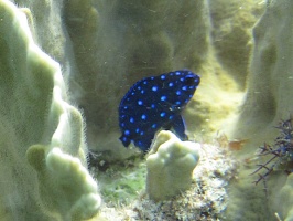 IMG 8988 Yellowtail Damselfish Juvenile